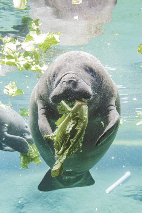 Zoo Tampa urges caution for manatees during spring break News, Sports